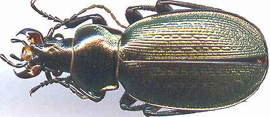 http://www.gorodinski.ru/carabus/Morphocarabus tarbagataicus pietrorattii.jpg